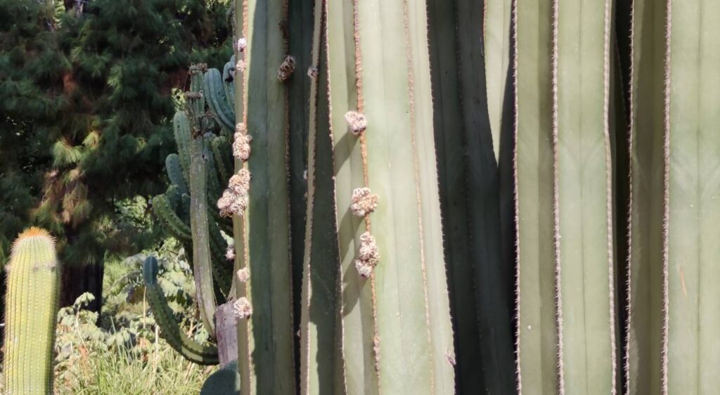Pachycereus marginatus fleurs