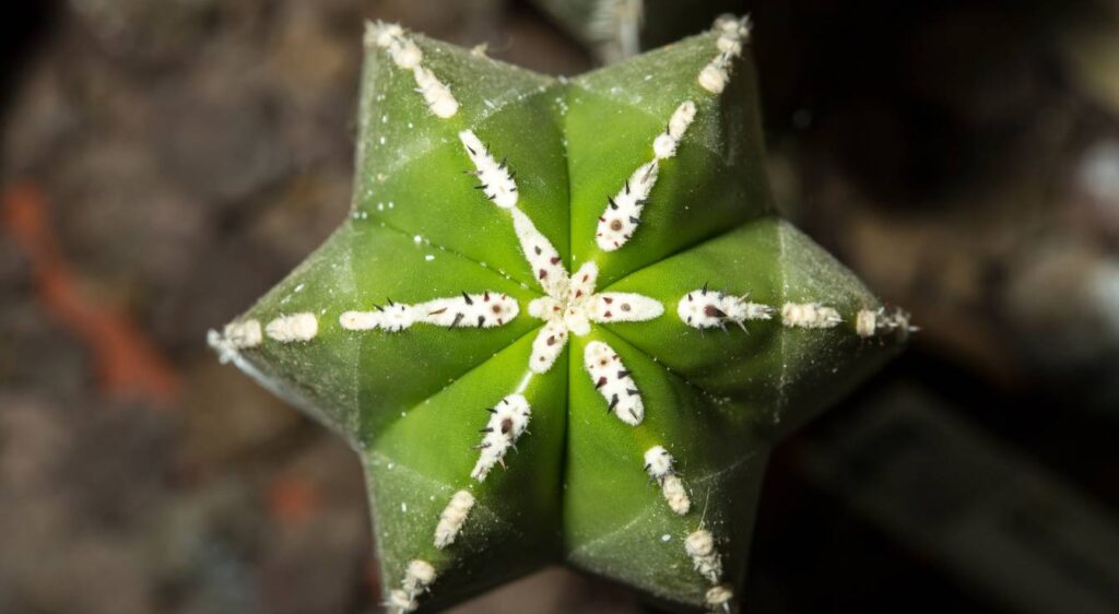 Pachycereus marginatus