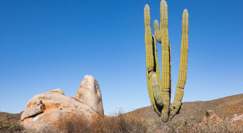 cactus pachycereus pringlei