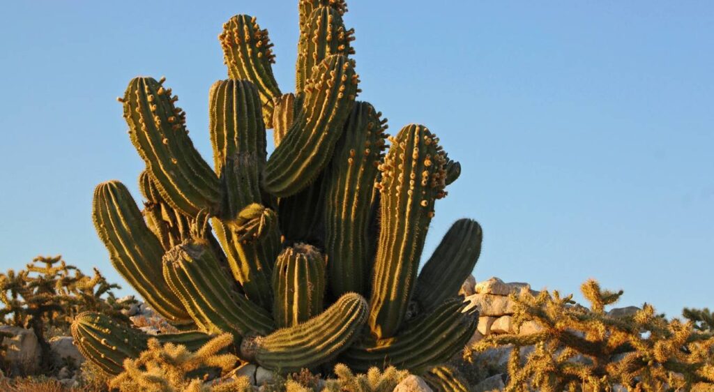 Pachycereus pringlei