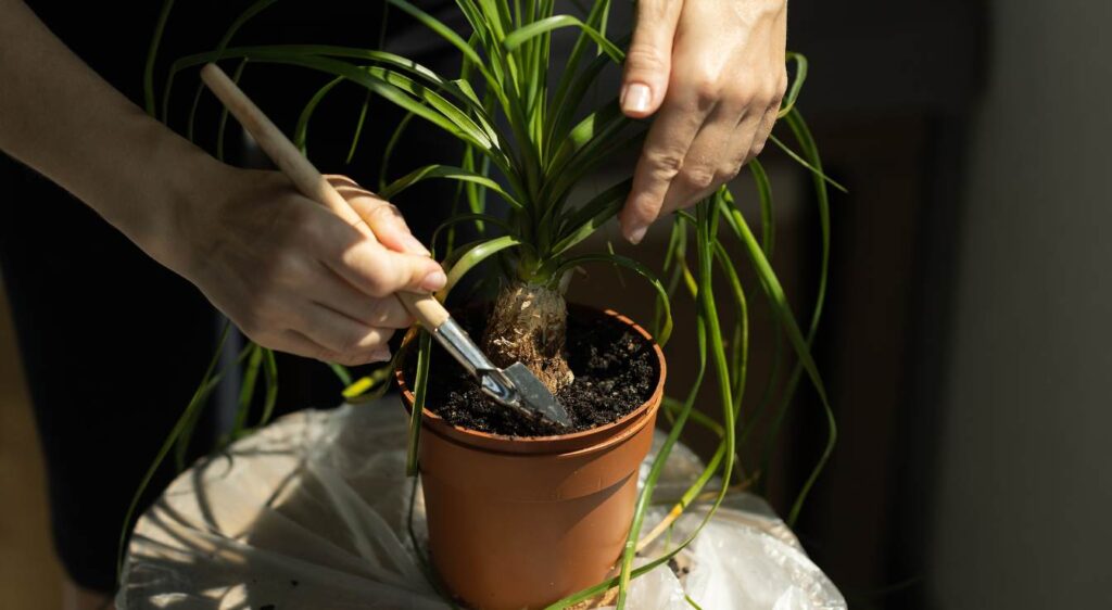 pied d'éléphant plant