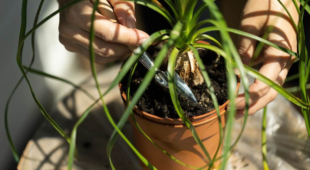plante pied d éléphant