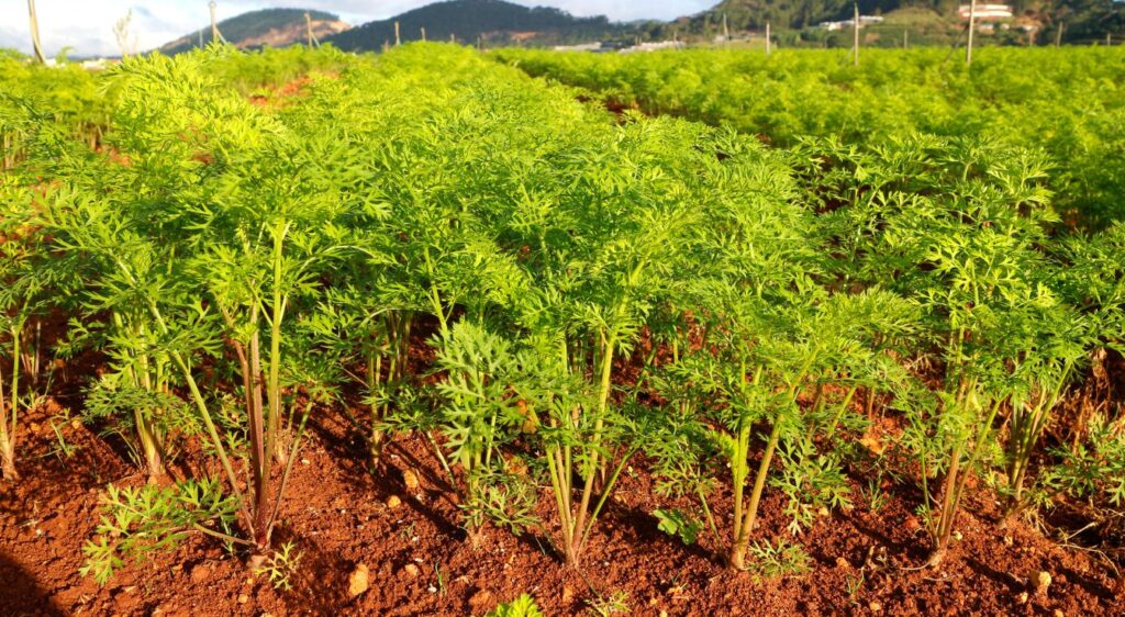 Quand planter les carottes