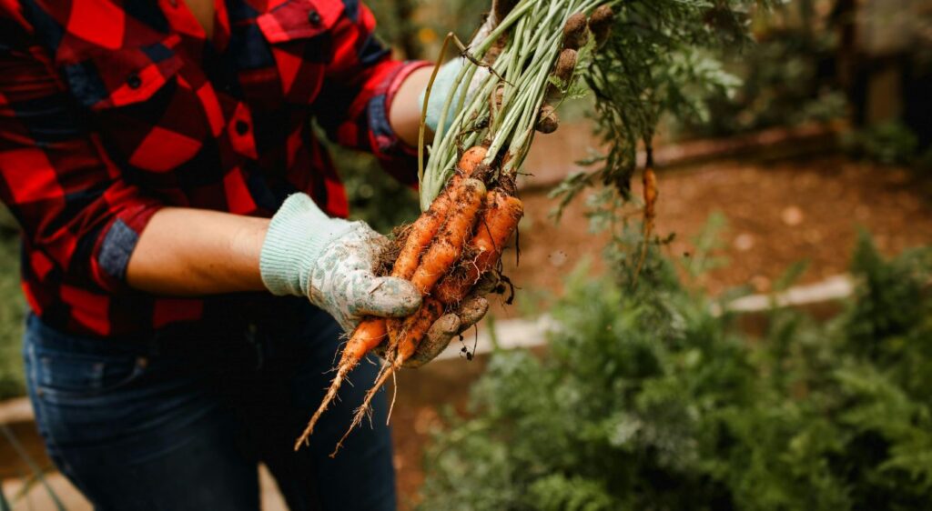 Quand planter les carottes