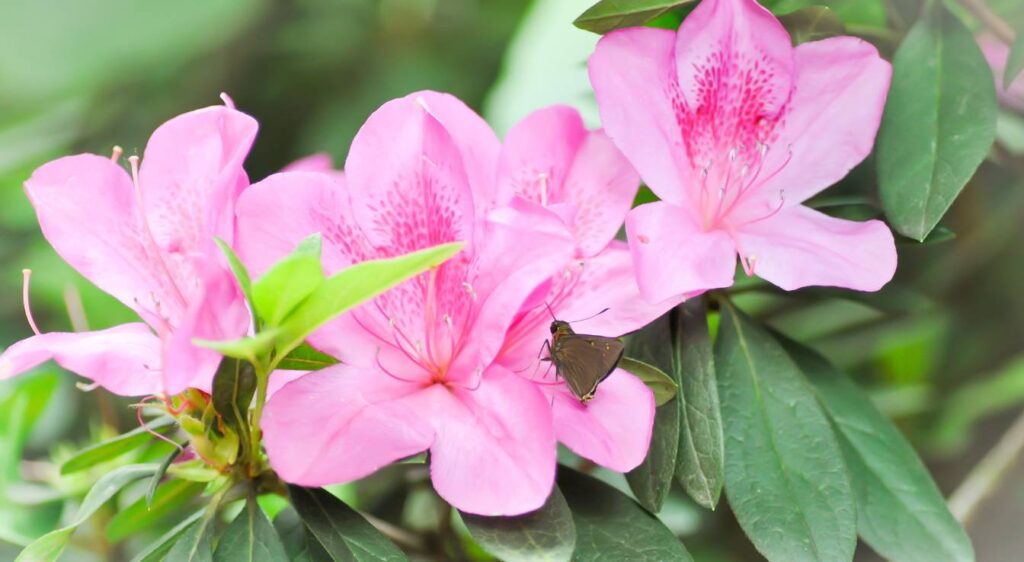 Rhododendron arboreum