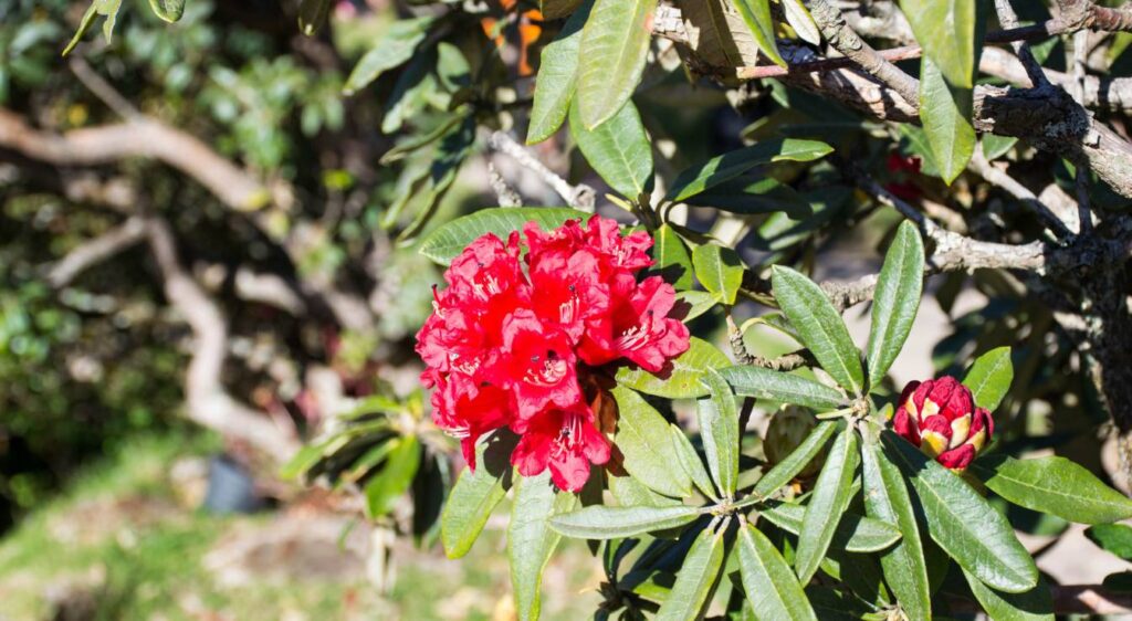 Rhododendron arboreum