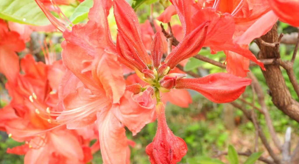 Rhododendron indicum
