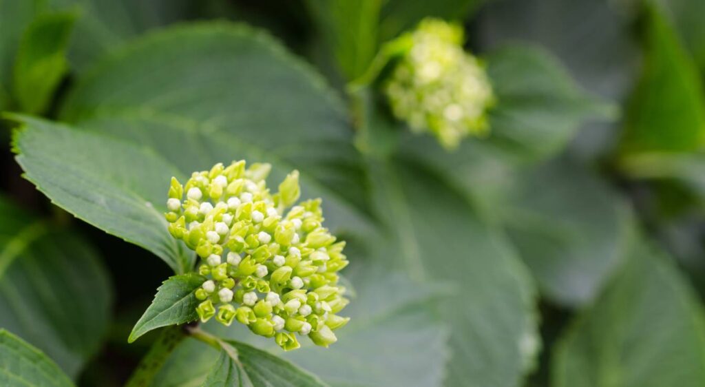 Rhododendron indicum