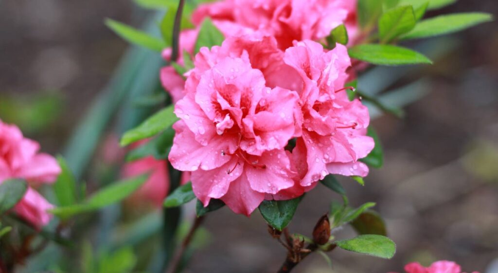 Rhododendron indicum