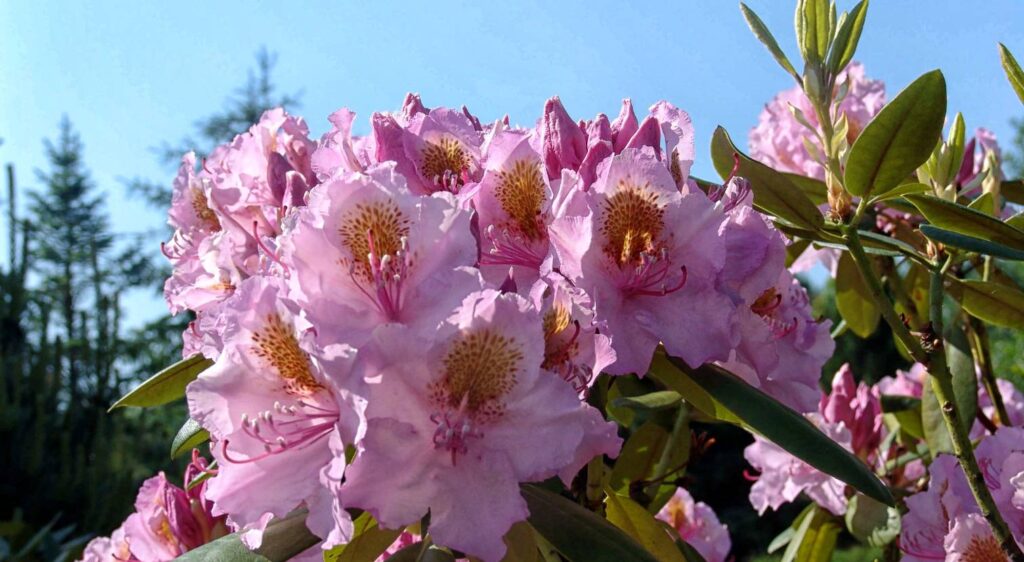 Rhododendron pontique