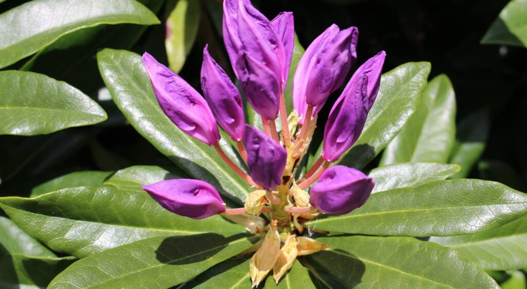 Rhododendron pontique entretien
