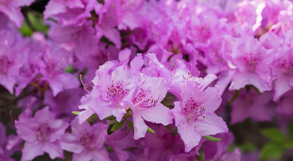 Rhododendron pontique