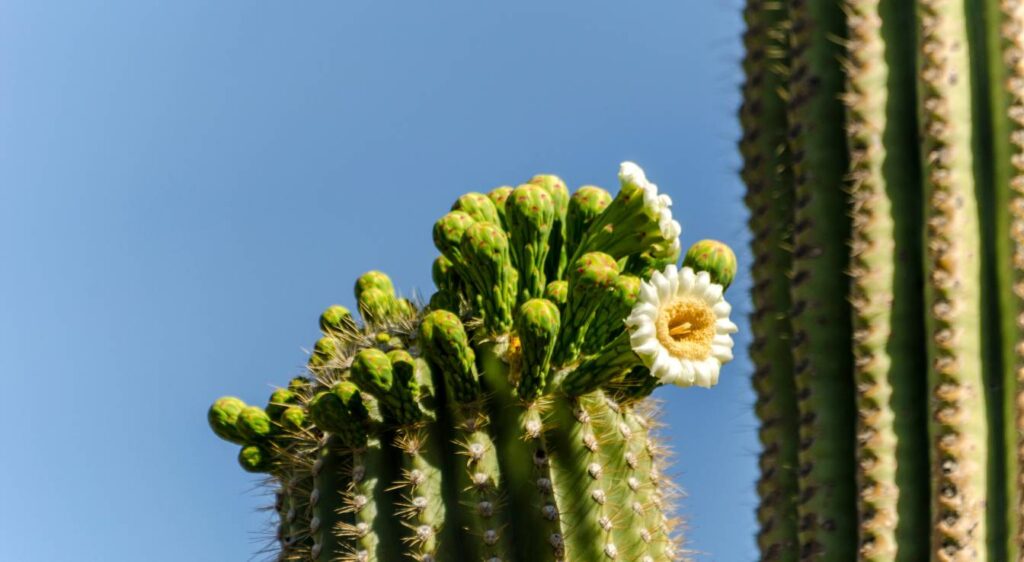 Saguaro fleur