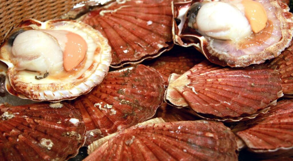 recette coquille saint jacques au four