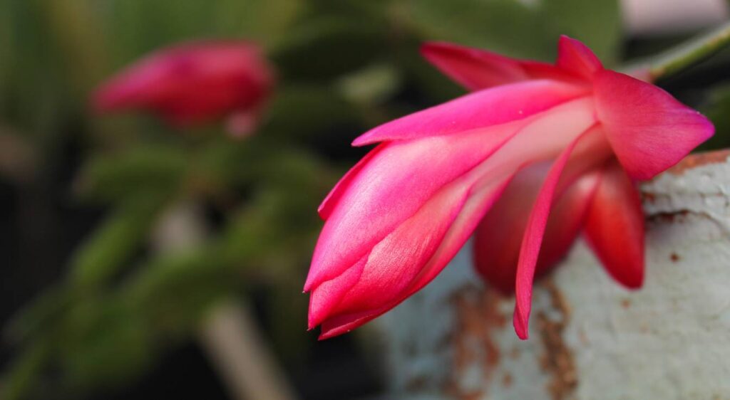 schlumbergera cactus