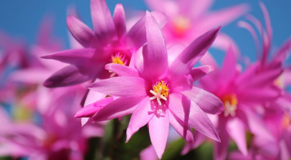 cactus schlumbergera