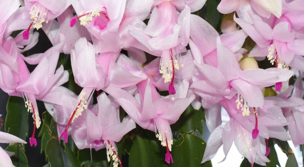 Schlumbergera truncata