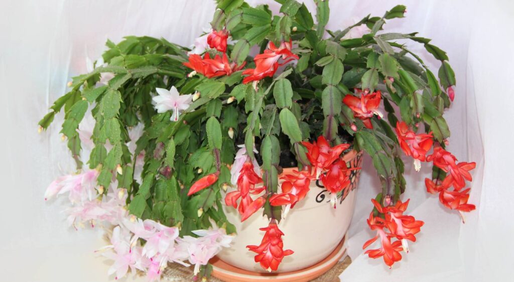 Schlumbergera truncata