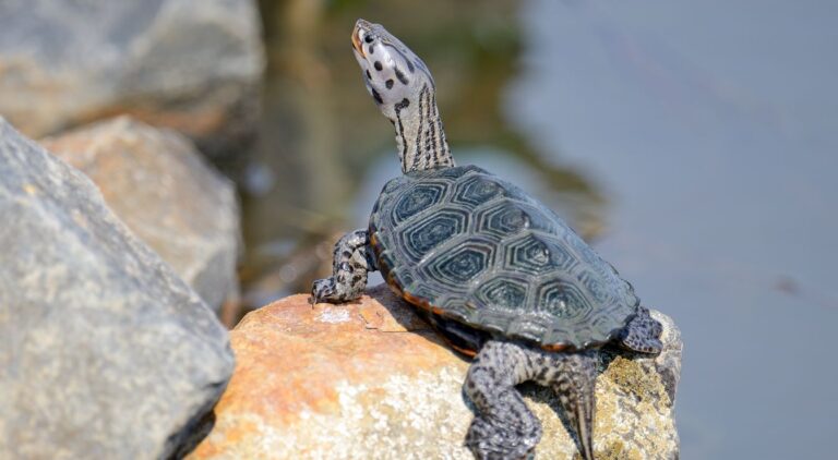 Aquarium Pour Tortues Avec Plateforme - Habitat Clair Pour Amphibiens, Crabes, Lézards, Poissons