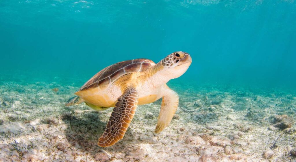 Tortue marine