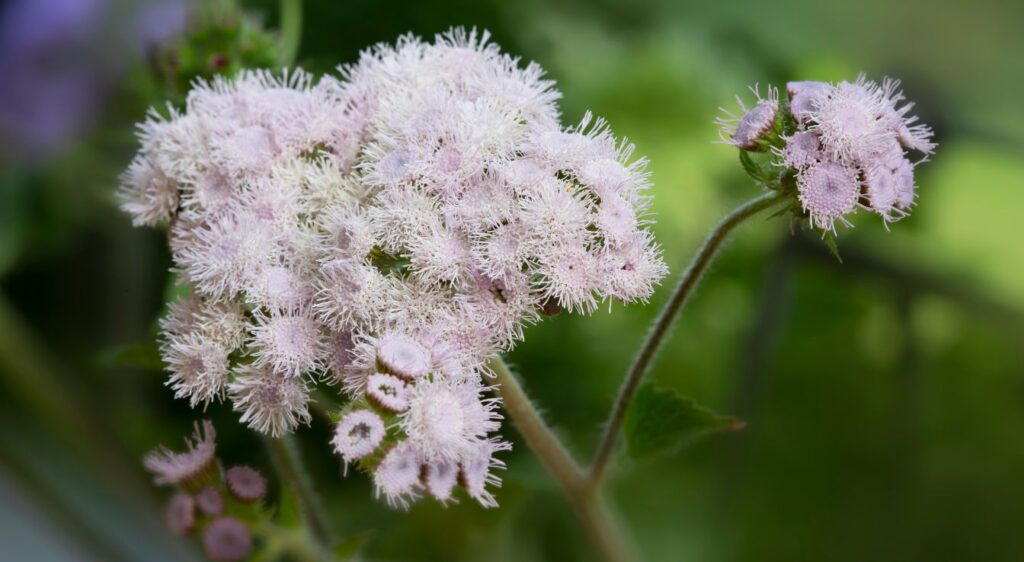 ageratum blanc