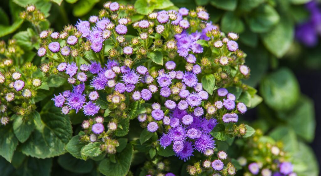 ageratum violet