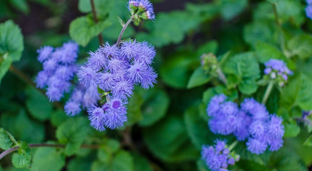 ageratum bleu