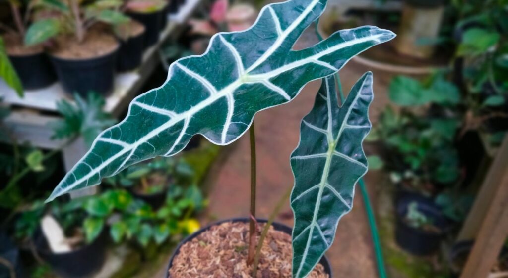 alocasia frydek