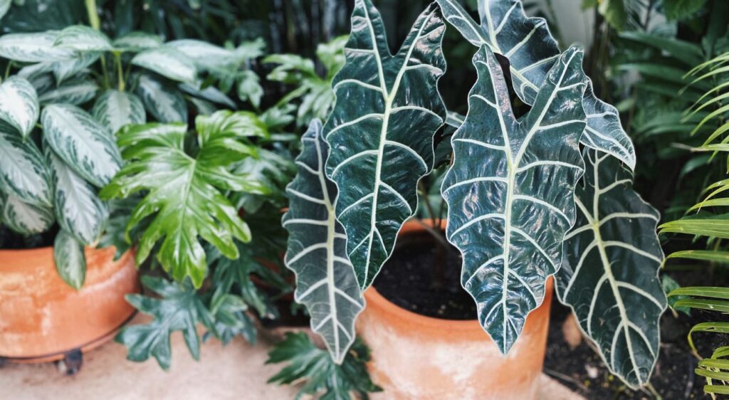 alocasia frydek