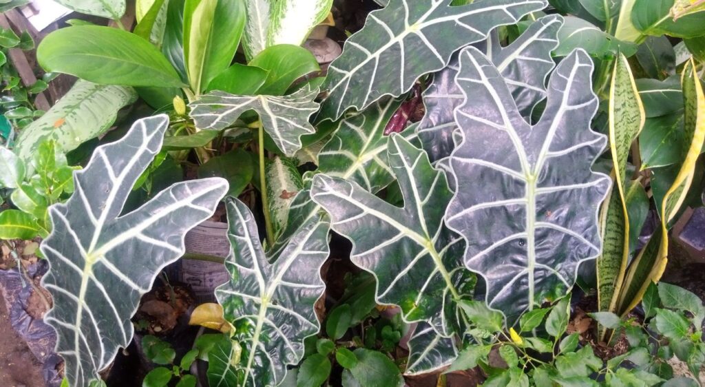alocasia frydek