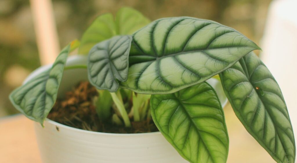 alocasia silver dragon