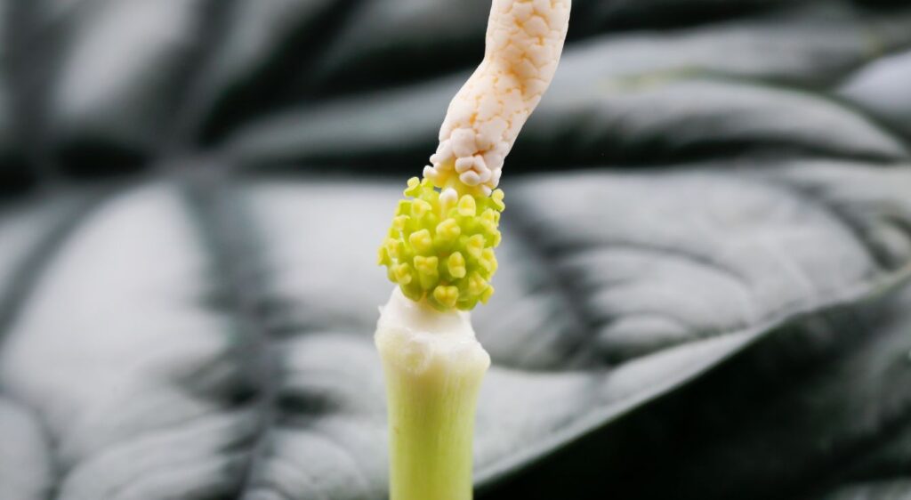alocasia silver dragon