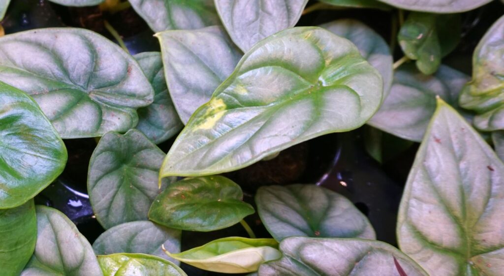 alocasia silver dragon