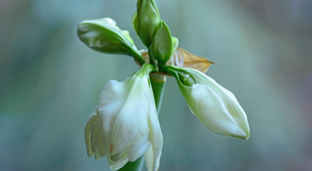 amaryllis blanc