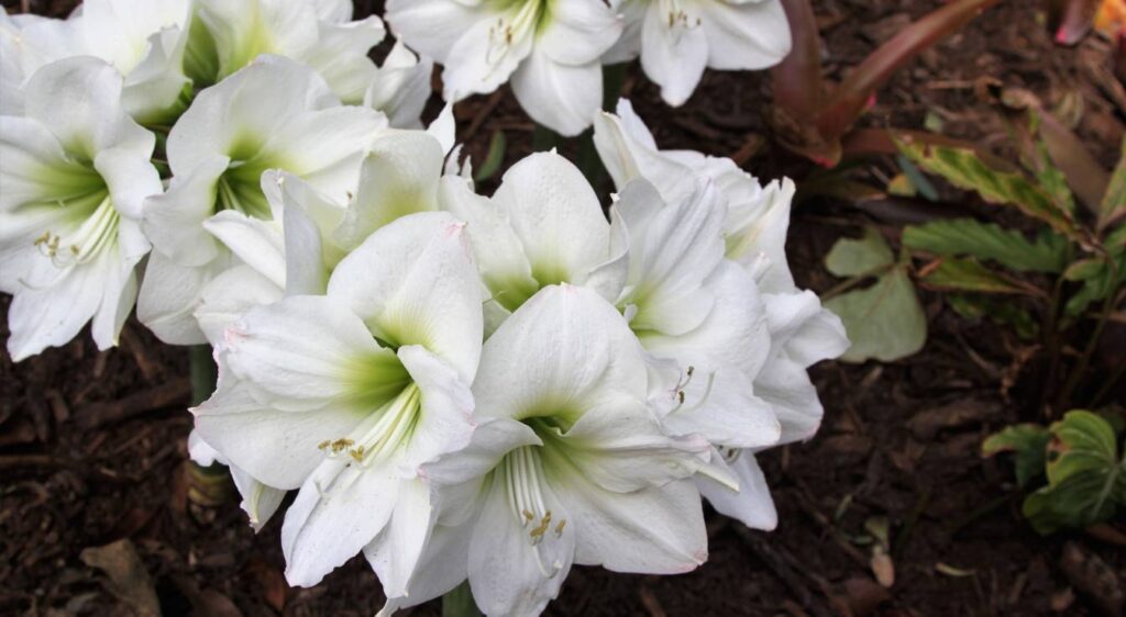 amaryllis blanc signification