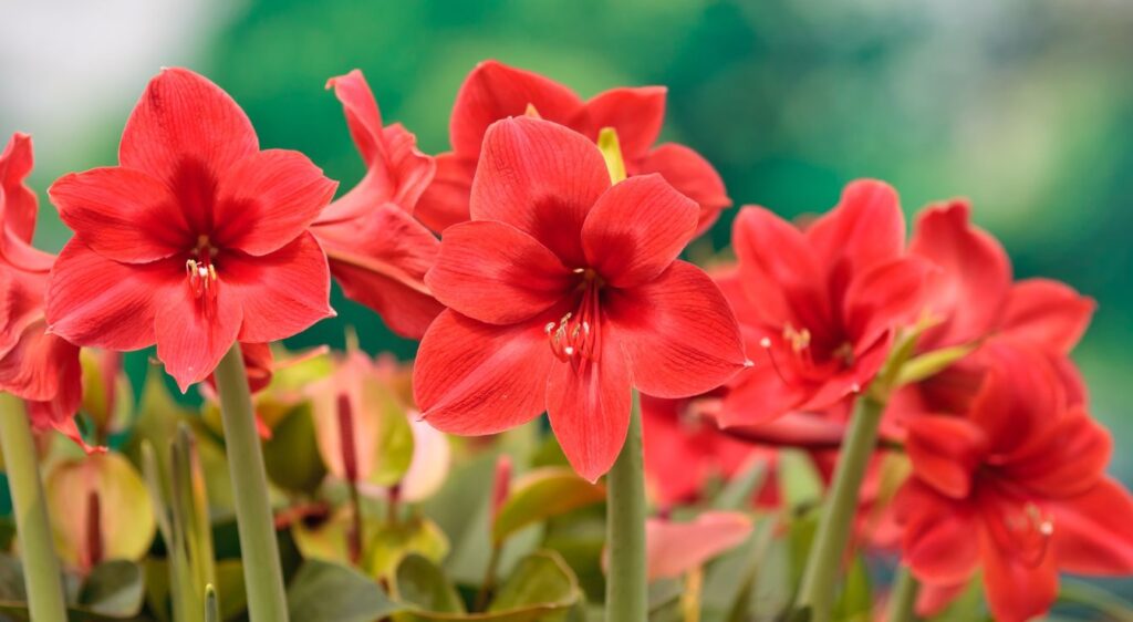 amaryllis rouge