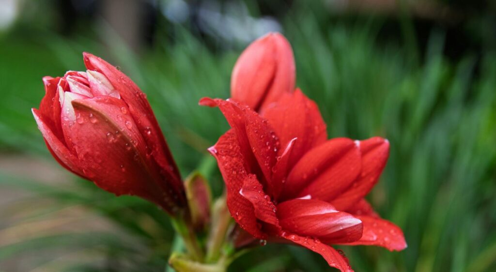 amaryllis rouge