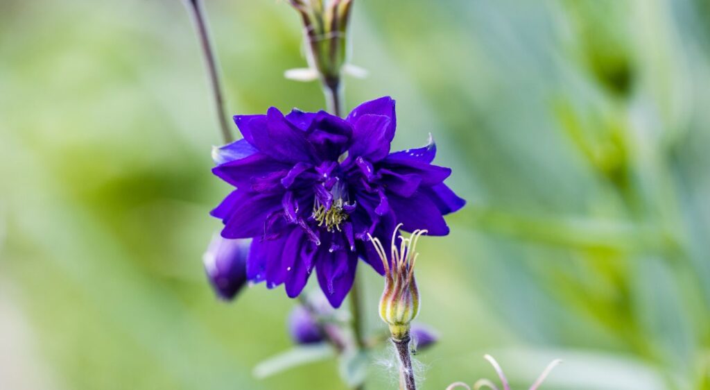 ancolie du canada blue barlow