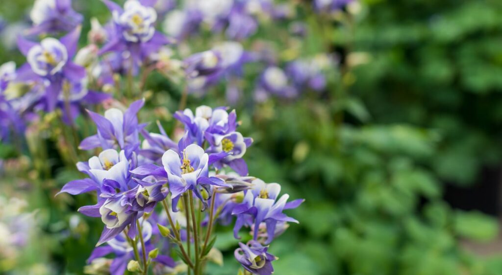 ancolie du canada entretien