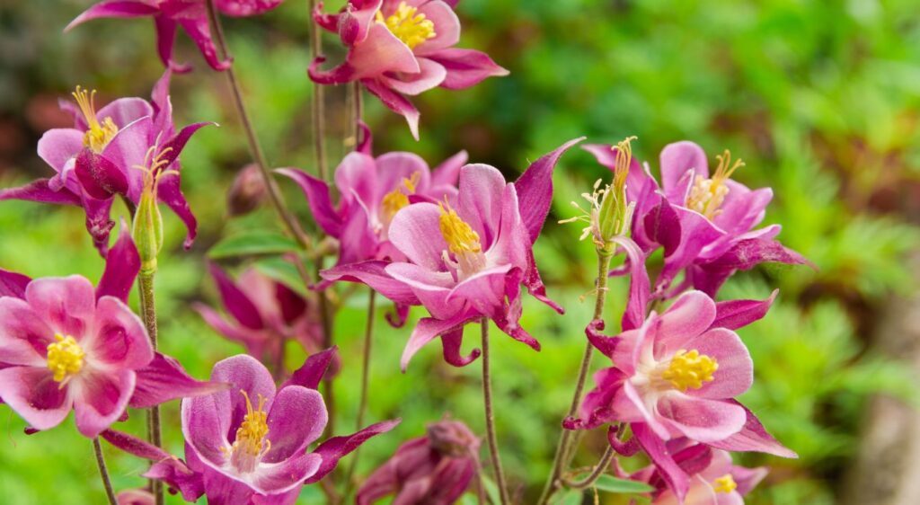 planter ancolie du canada
