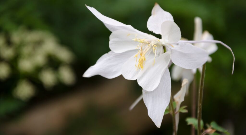 aquilegia caerulea