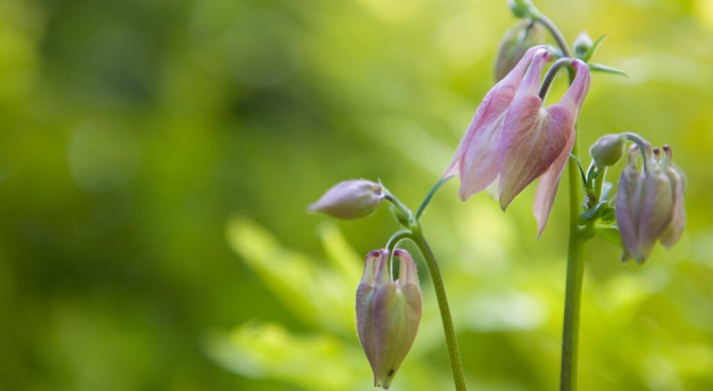 aquilegia vulgaris