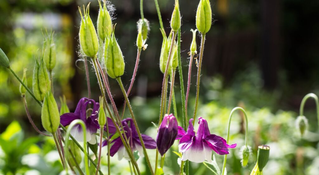 aquilegia vulgaris