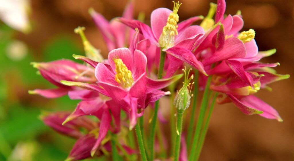 ancolie aquilegia vulgaris