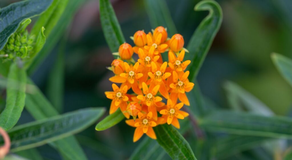 asclepia incarnata fleur