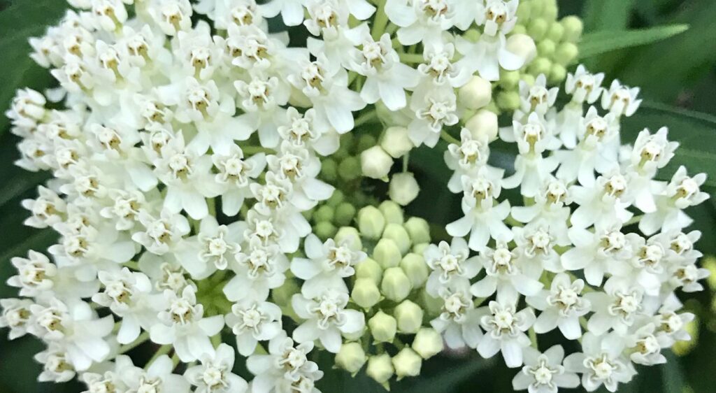 asclepia incarnata plant