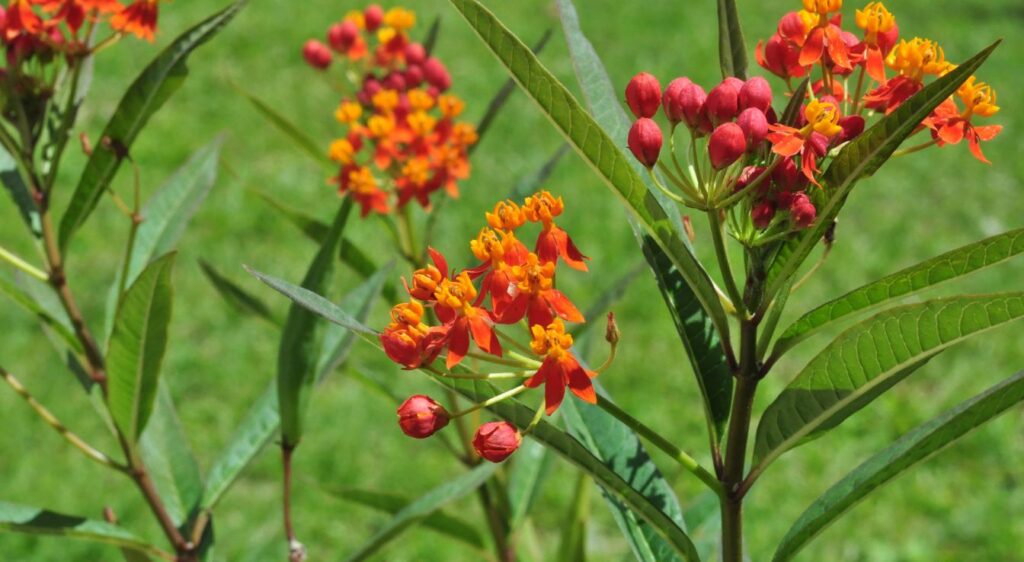 asclepias tuberosa