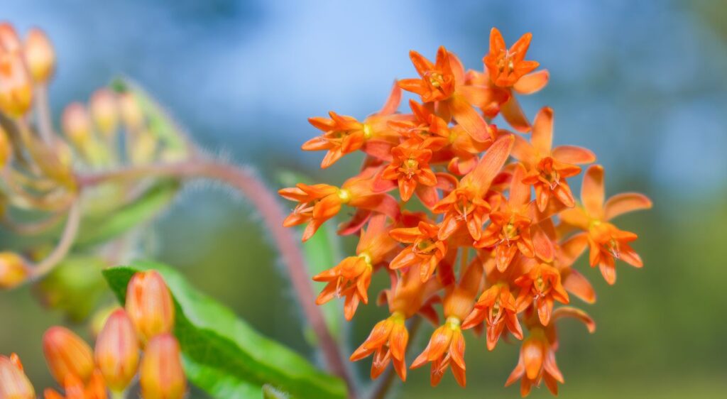 asclepias tuberosa