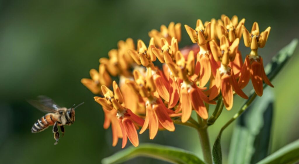 asclepias tuberosa