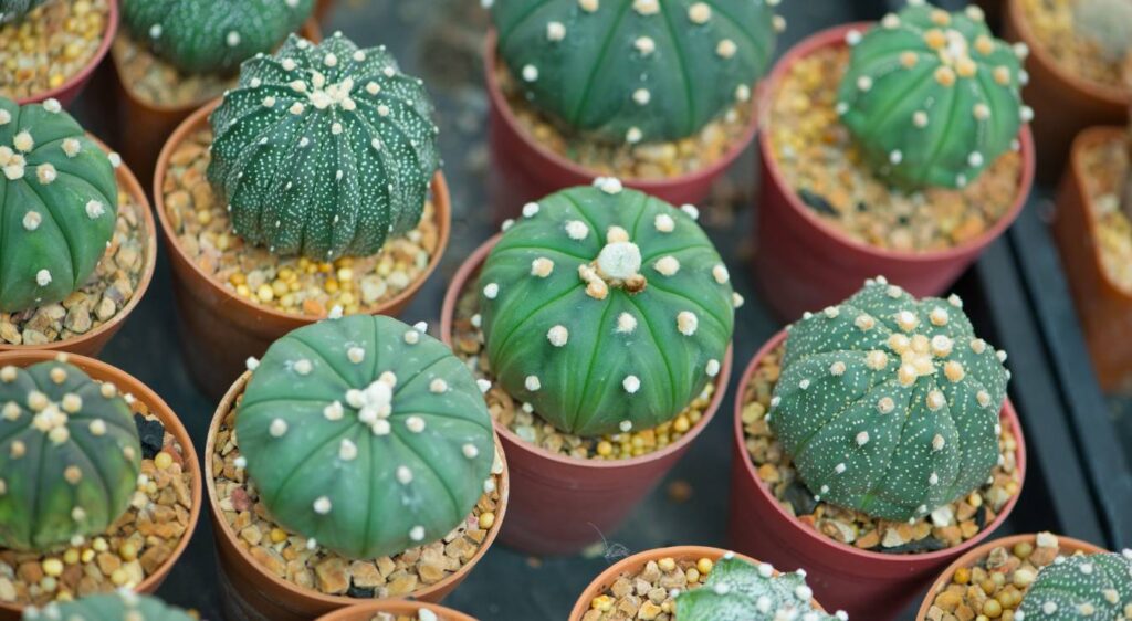 astrophytum